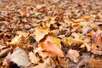 Crunchy Leaves